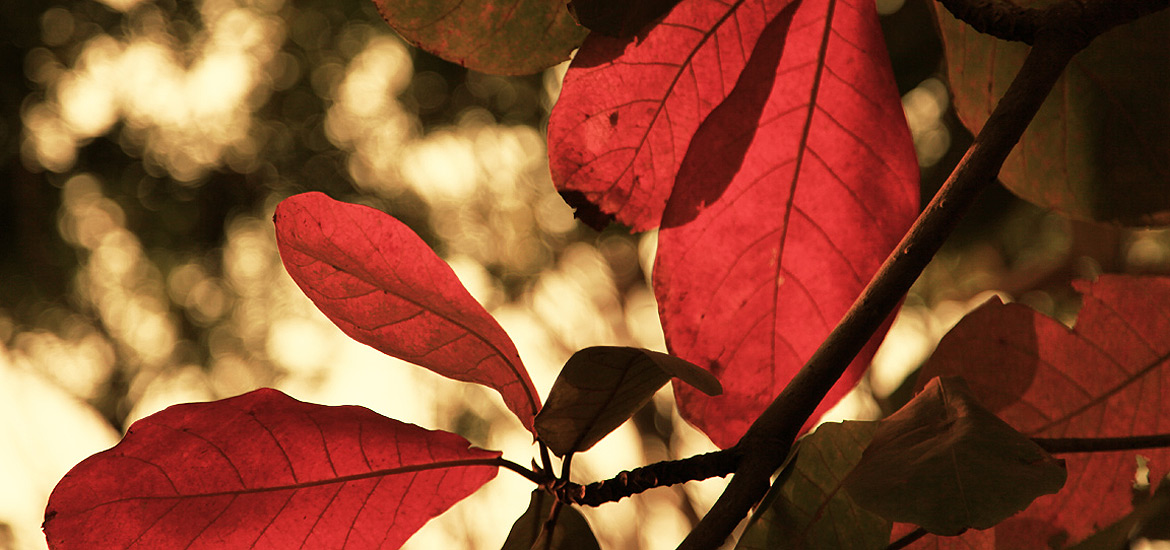 在线接收短信验证码